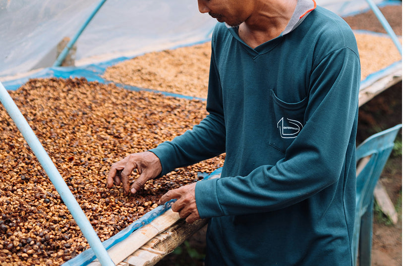 A person looking over a bed of coffee beans being processed
