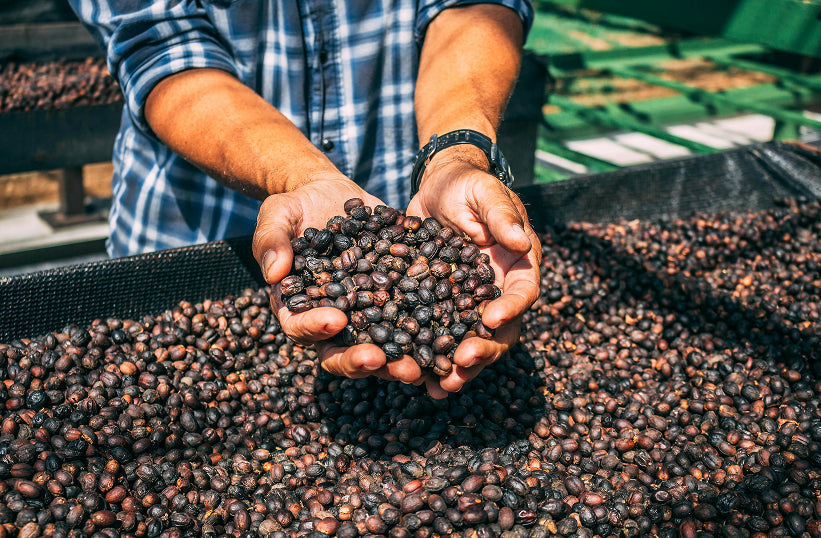 A person holding up partially fermented coffee cherries