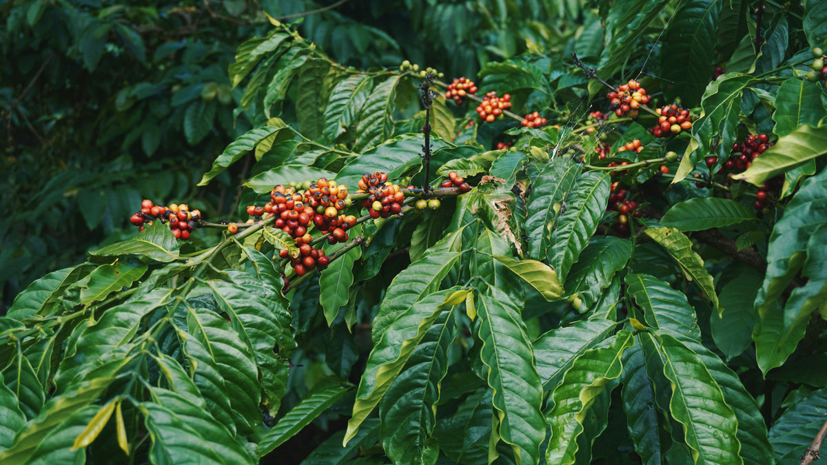 Coffee Varieties Explained: Typica, Bourbon, Gesha, and Beyond